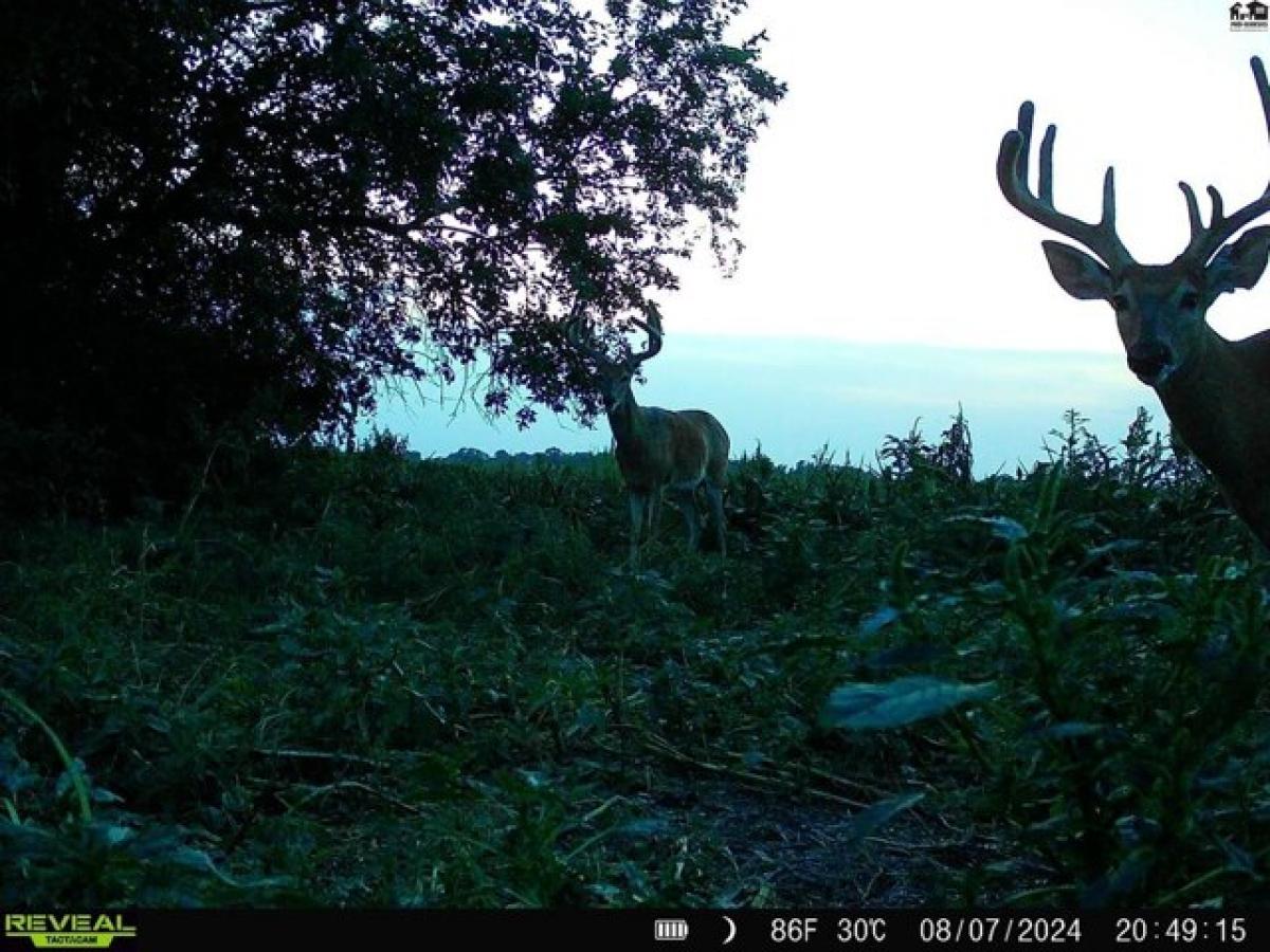  Land in Plevna, USA No. 505364