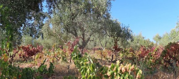 1 bedroom House in Fundao, Portugal No. 74670 4