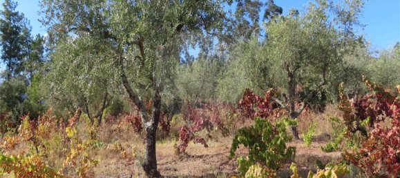 1 bedroom House in Fundao, Portugal No. 74670 25