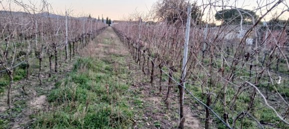 4-Zimmer Haus in Orbetello, Italy, Nr. 90928 3