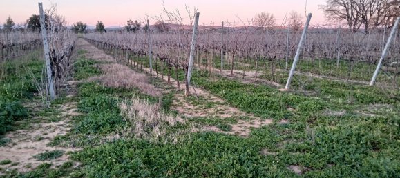 4-Zimmer Haus in Orbetello, Italy, Nr. 90928 30