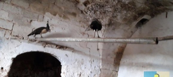 15-salle Maison à San Vito dei Normanni, Italy No. 230263 4