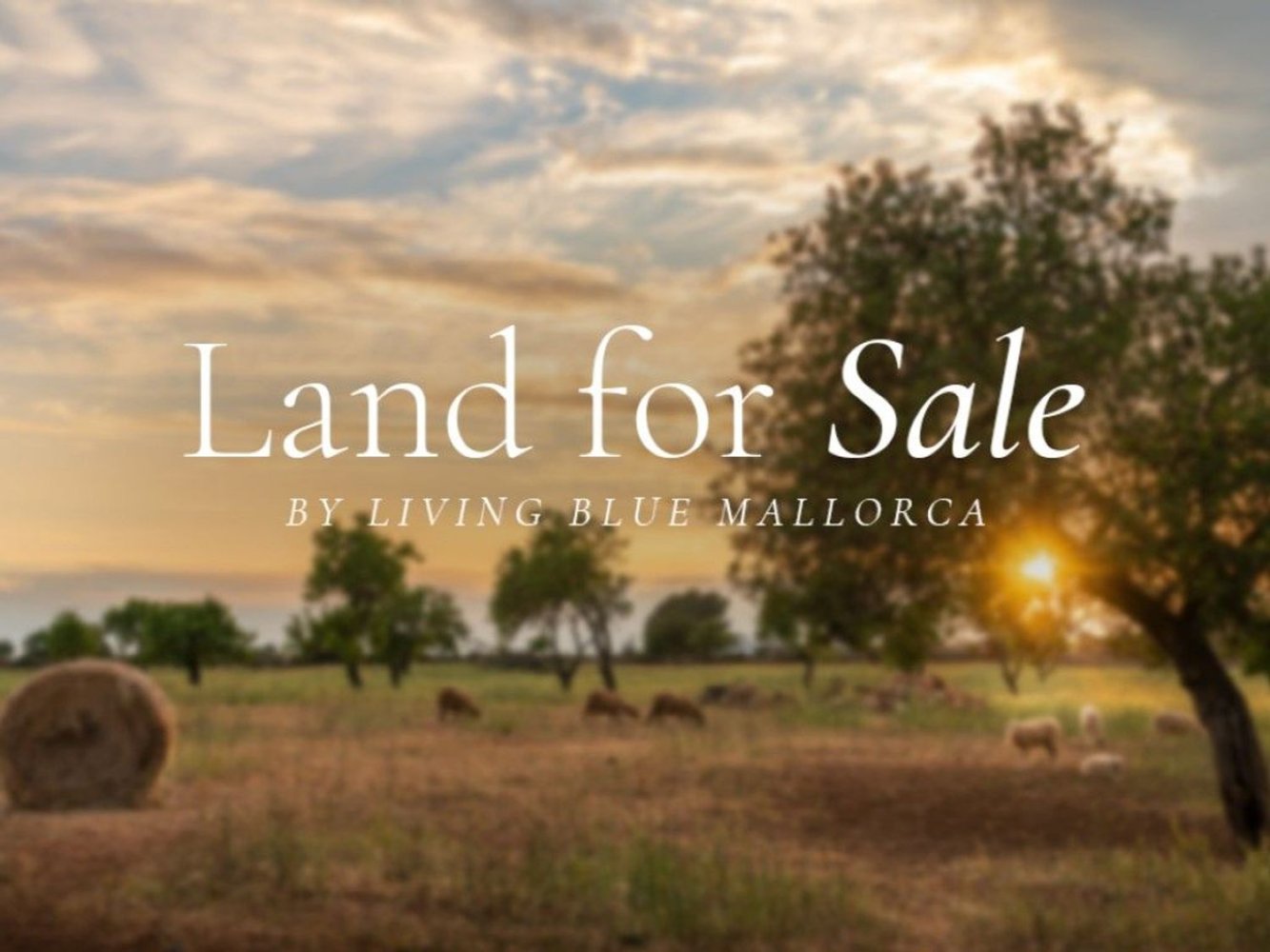  Land in Campos, Spain No. 204768