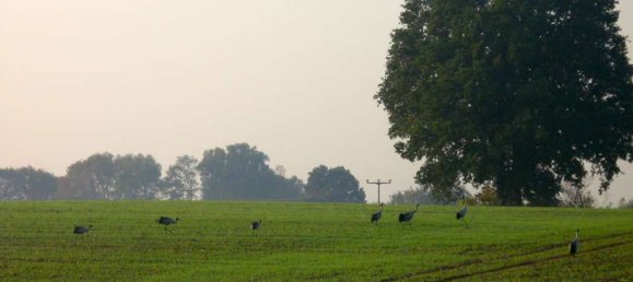 8غرفة تاون هاوس في Markisch-Oderland, Germany رقم 316500 43