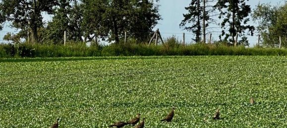 8غرفة تاون هاوس في Markisch-Oderland, Germany رقم 316500 42