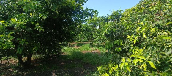  Land in Riposto, Italy No. 320608 8