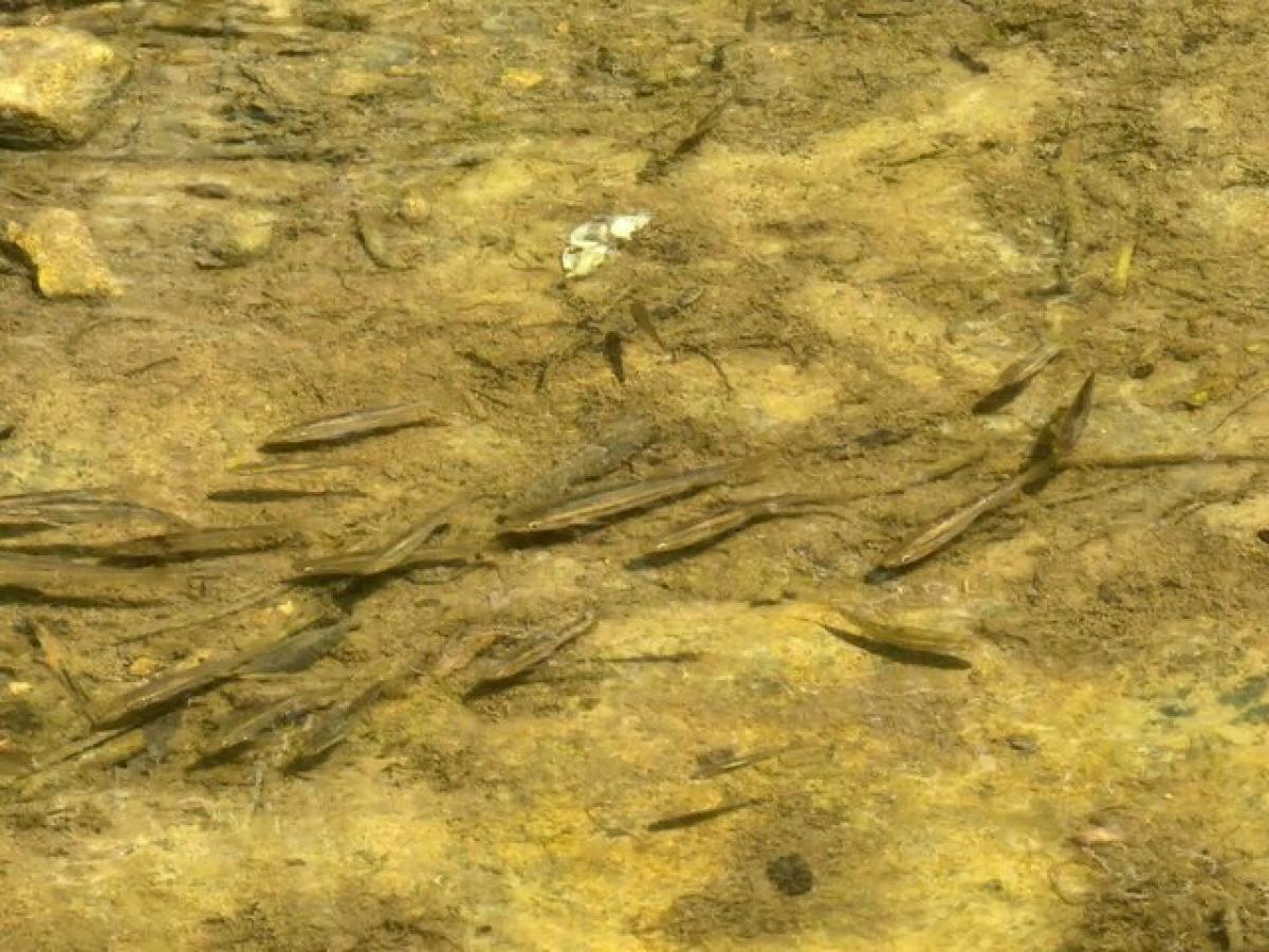  Land in Gainesboro, USA No. 535168