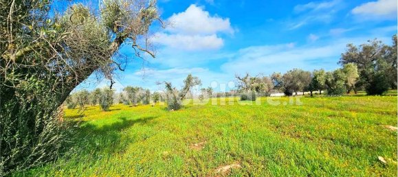 Grundstück in San Vito dei Normanni, Italy 9320m², Nr. 117351 8