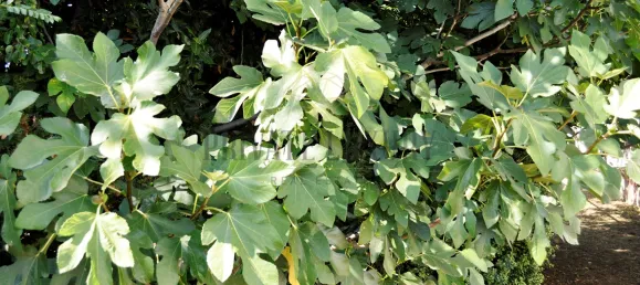 Casa de 8 dormitorios en Lousa, Portugal No. 118477 11