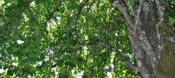 Casa de 8 dormitorios en Lousa, Portugal No. 118477 24