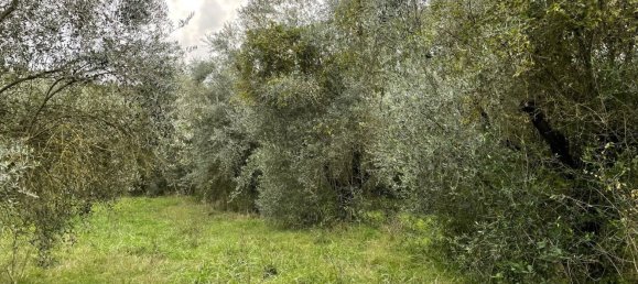 قطعة أرض في Orte, Italy 7000متر مربع رقم 258290 3