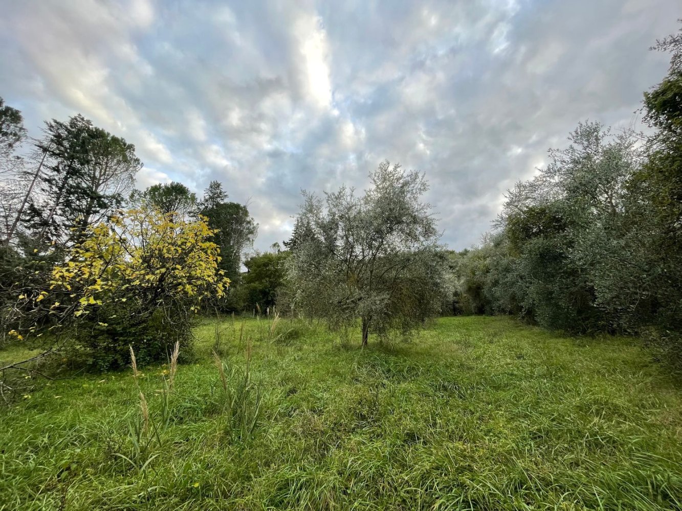  قطعة أرض في Orte, Italy 7000متر مربع رقم 258290