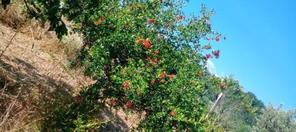 قطعة أرض في Castrolibero, Italy 6500متر مربع رقم 254646 10