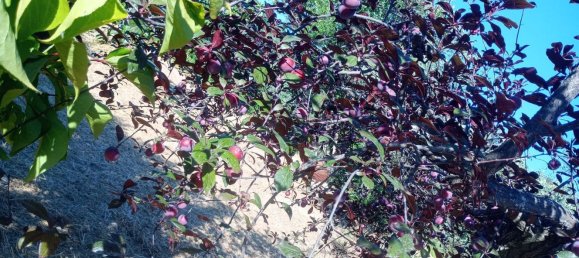 قطعة أرض في Castrolibero, Italy 6500متر مربع رقم 254646 25