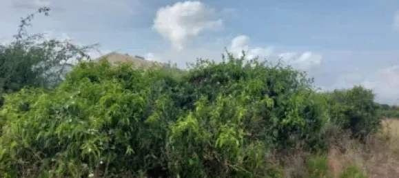  Land in Beniarbeig, Spain No. 279192 22