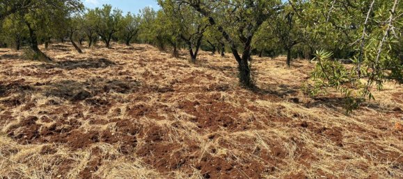 Terreno em Ostuni, Italy 10000 m² N.º 277327 11