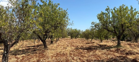 Terreno em Ostuni, Italy 10000 m² N.º 277327 12