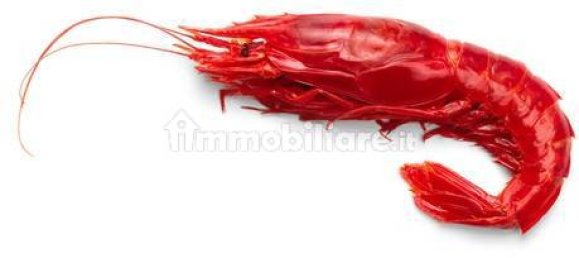 Propiedad comercial de 2 habitaciónes en Borgio Verezzi, Italy No. 189117 23