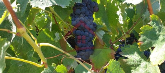 4 bedrooms Castles in Palmela, Portugal No. 119907 9