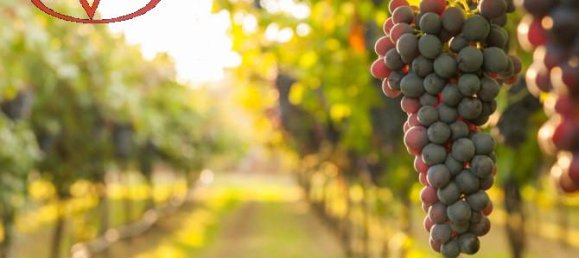 Terrain à Bucine, Italy 27000m² No. 231772 2