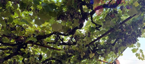 2 Schlafzimmer Haus in Pedrogao Grande, Portugal, Nr. 336187 25