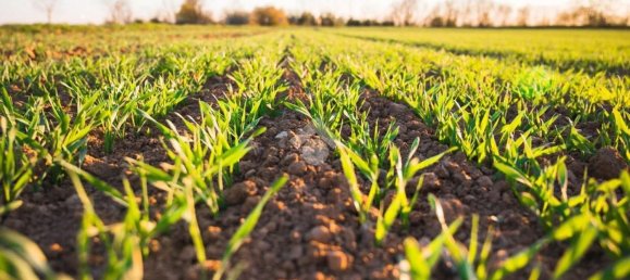 Земельный участок в Вигонца, Италия № 331837 9