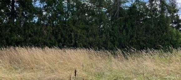 Земельный участок в Дюрнкрут, Австрия № 198302 6