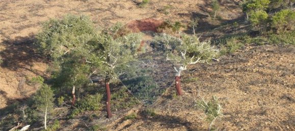 Terrain à Saboia, Portugal 62700m² No. 32811 10