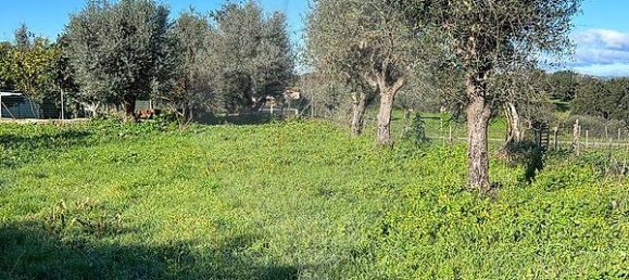 1 bedroom House in Nisa, Portugal No. 16321 7