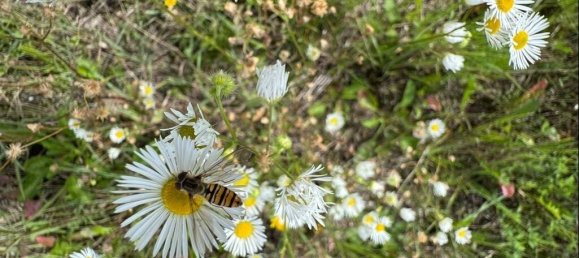 Земельный участок в Фрайзинг, Германия № 322892 7