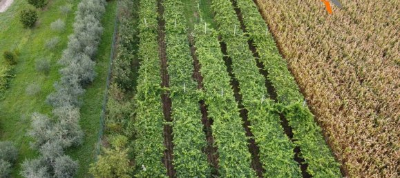 Grundstück in Sommacampagna, Italy 12087m², Nr. 323392 11