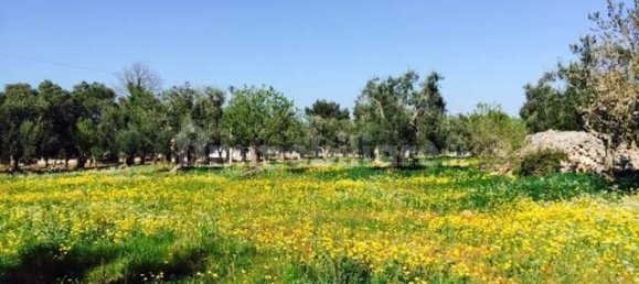 Terrain à Ostuni, Italy 8123m² No. 144499 10