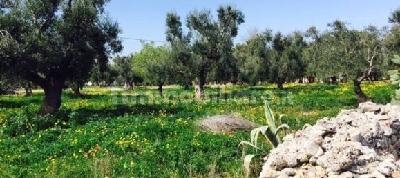 Terrain à Ostuni, Italy 8123m² No. 144499 12