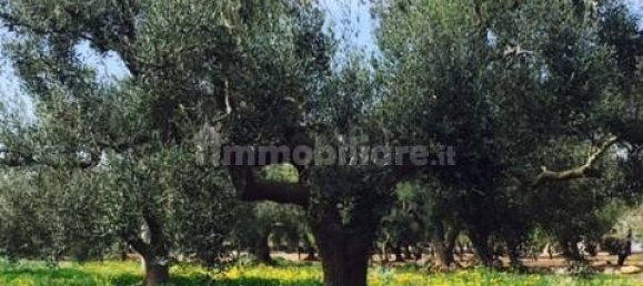 Terrain à Ostuni, Italy 8123m² No. 144499 15