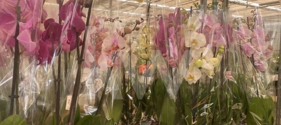 22719m² Land in Lagoa, Portugal No. 61354 20