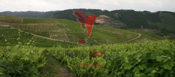 8 Schlafzimmer Grundstück in Vila Real, Portugal, Nr. 146521 22