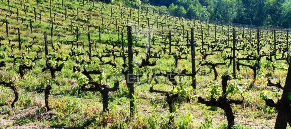 8 Schlafzimmer Grundstück in Vila Real, Portugal, Nr. 146521 37