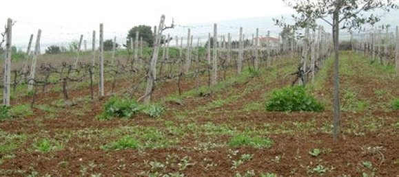 Вилла с 6 спальнями в Термаикос, Греция № 8163 21