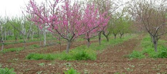 Вилла с 6 спальнями в Термаикос, Греция № 8163 22