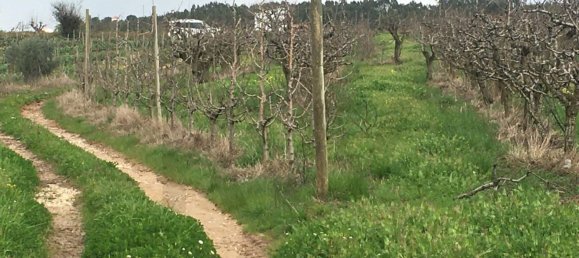 Grundstück in Mafra, Portugal, Nr. 87824 14