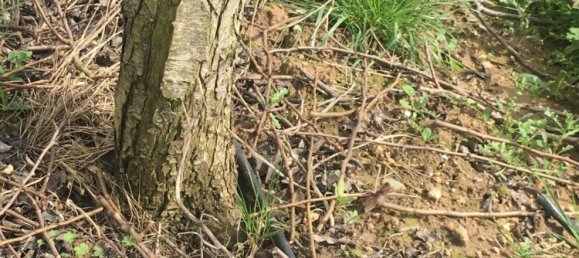 Grundstück in Mafra, Portugal, Nr. 87824 8