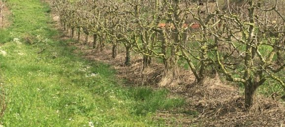 Grundstück in Mafra, Portugal, Nr. 87824 6