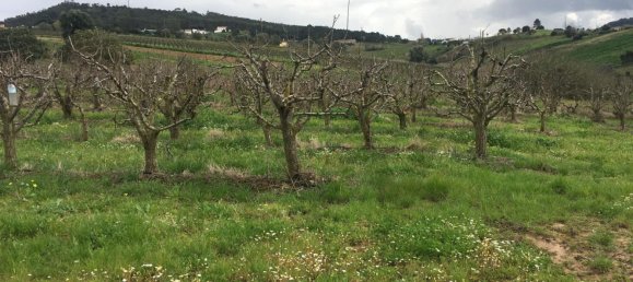 Grundstück in Mafra, Portugal, Nr. 87824 15