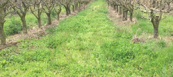 Grundstück in Mafra, Portugal, Nr. 87824 13