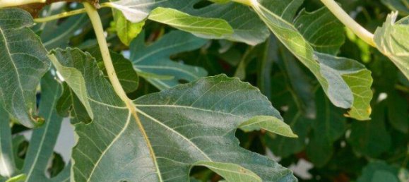 5 rooms House in Kukmirn, Austria No. 260234 18