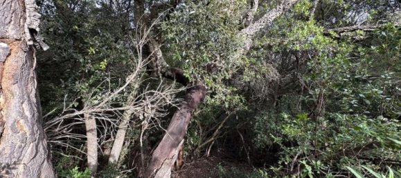 Grundstück in Castiglione della Pescaia, Italy 110000m², Nr. 238262 2