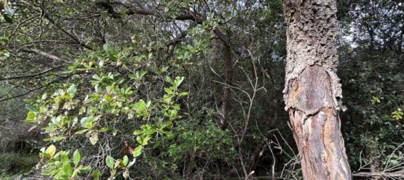 Grundstück in Castiglione della Pescaia, Italy 110000m², Nr. 238262 3