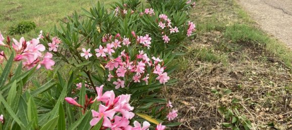 5-Zimmer Haus in Agrigento, Italy, Nr. 255598 10