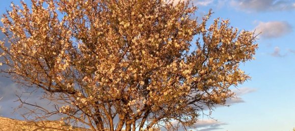 5-Zimmer Haus in Agrigento, Italy, Nr. 255598 6