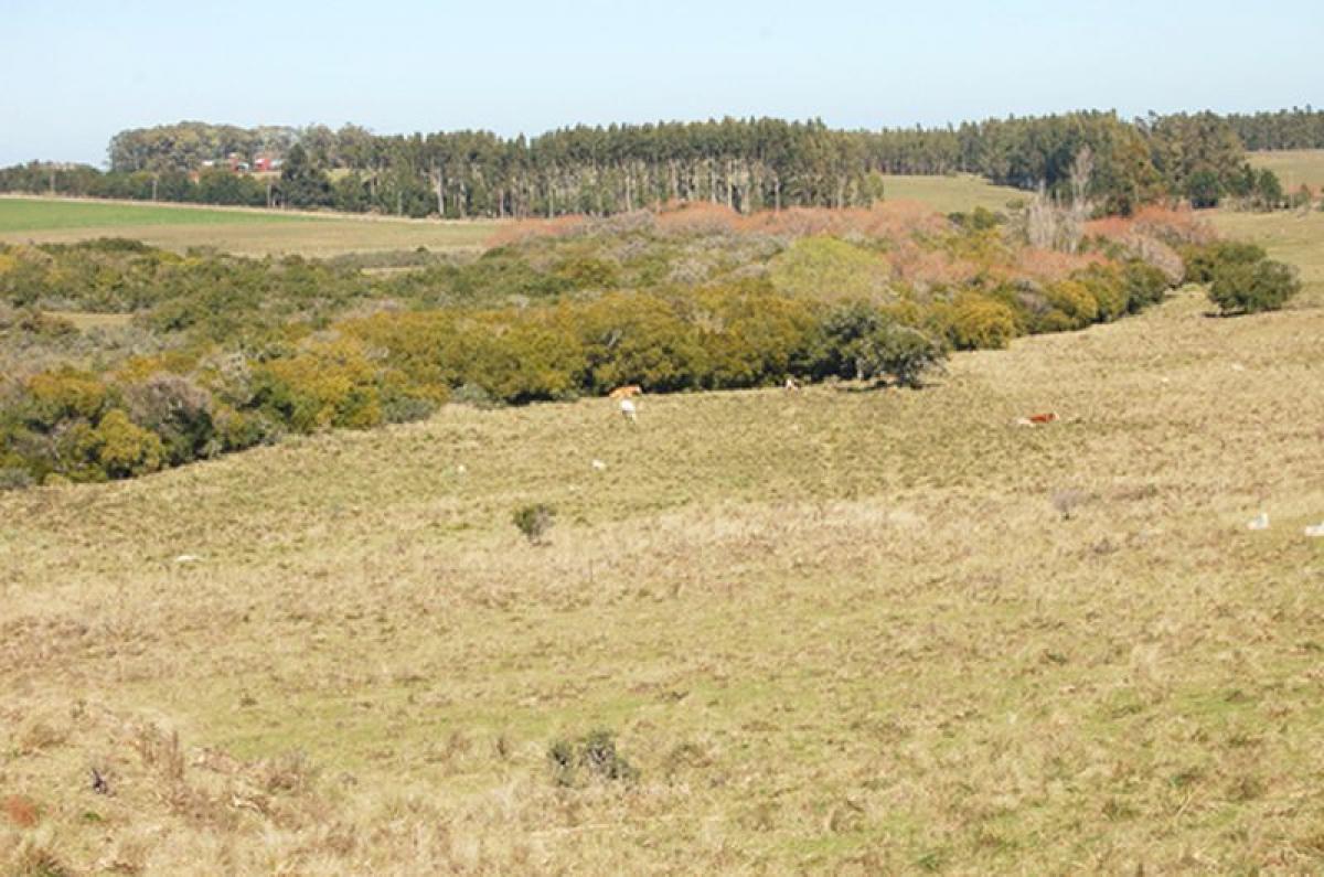  مزرعة في Maldonado, Uruguay 22متر مربع رقم 14081